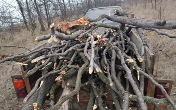 В Одеській області за 30 зрубаних дерев чоловік сплатив штраф більше тисячі гривень «фото»