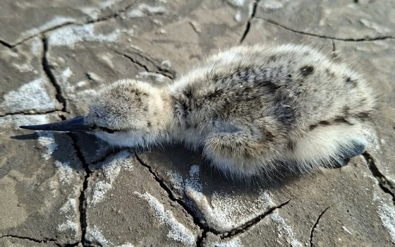 В Тузлівських лиманах показали, як пташенята кулика майстерно маскуються, рятуючись від хижаків (фото) «фото»