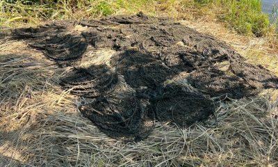На Одещині екологи звільнили з полону 125 раків і 184 бички (фото) usionline.com На Одещині екологи звільнили з полону 125 раків і 184 бички (фото) «фото»