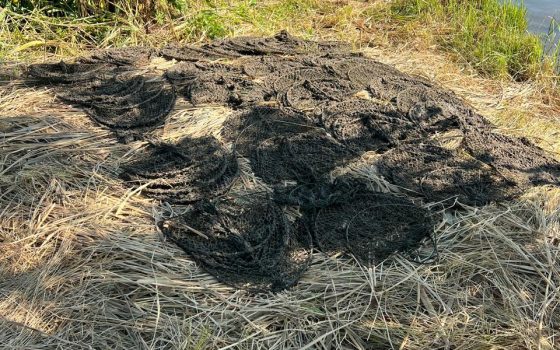 На Одещині екологи звільнили з полону 125 раків і 184 бички (фото) «фото»