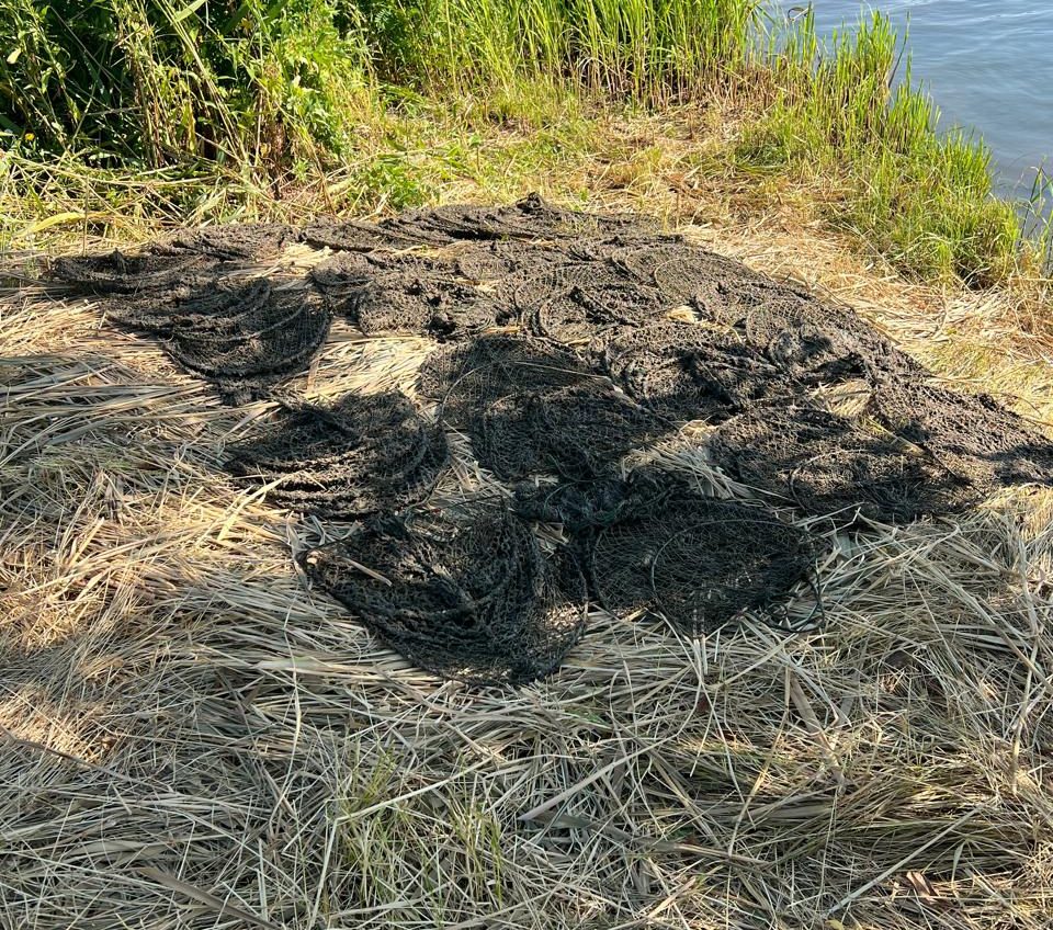 На Одещині екологи звільнили з полону 125 раків і 184 бички (фото) «фото»