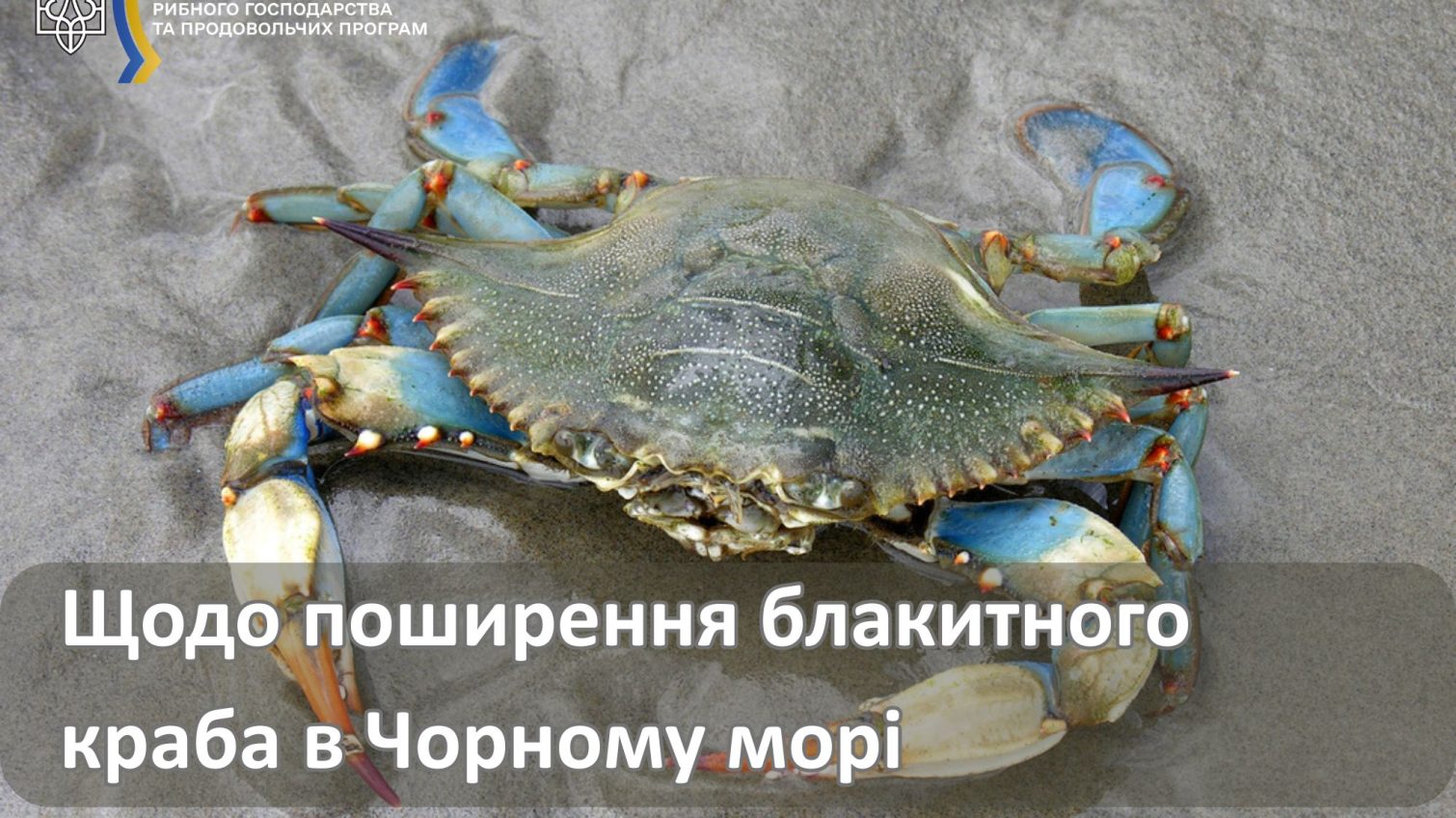 Родич з Італії та США: блакитний краб не несе загрозу для Чорного моря — дослідження «фото»