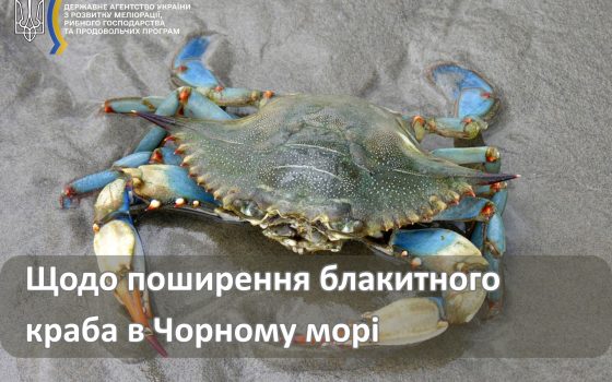 Родич з Італії та США: блакитний краб не несе загрозу для Чорного моря — дослідження «фото»