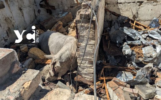 У закладі мешкало 9 коней, – власниця зруйнованої стайні в Одесі розповіла про «приліт» (фото) usionline.com У закладі мешкало 9 коней, – власниця зруйнованої стайні в Одесі розповіла про «приліт» (фото) «фото»