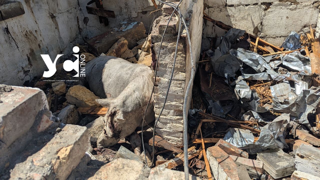 У закладі мешкало 9 коней, – власниця зруйнованої стайні в Одесі розповіла про «приліт» (фото) usionline.com У закладі мешкало 9 коней, – власниця зруйнованої стайні в Одесі розповіла про «приліт» (фото) «фото»