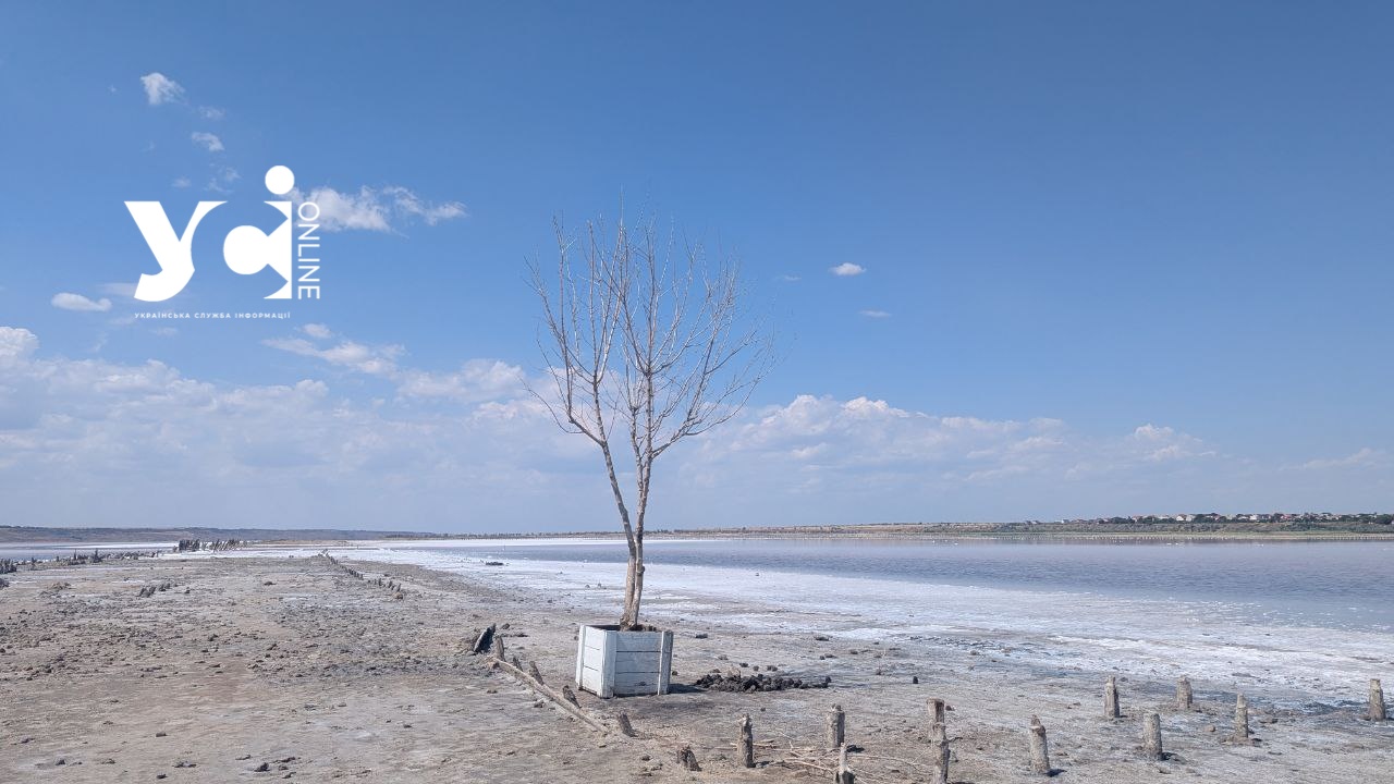 Серед рожевого пилу і тиші: дикі простори Куяльника в об’єктиві (фото) «фото»