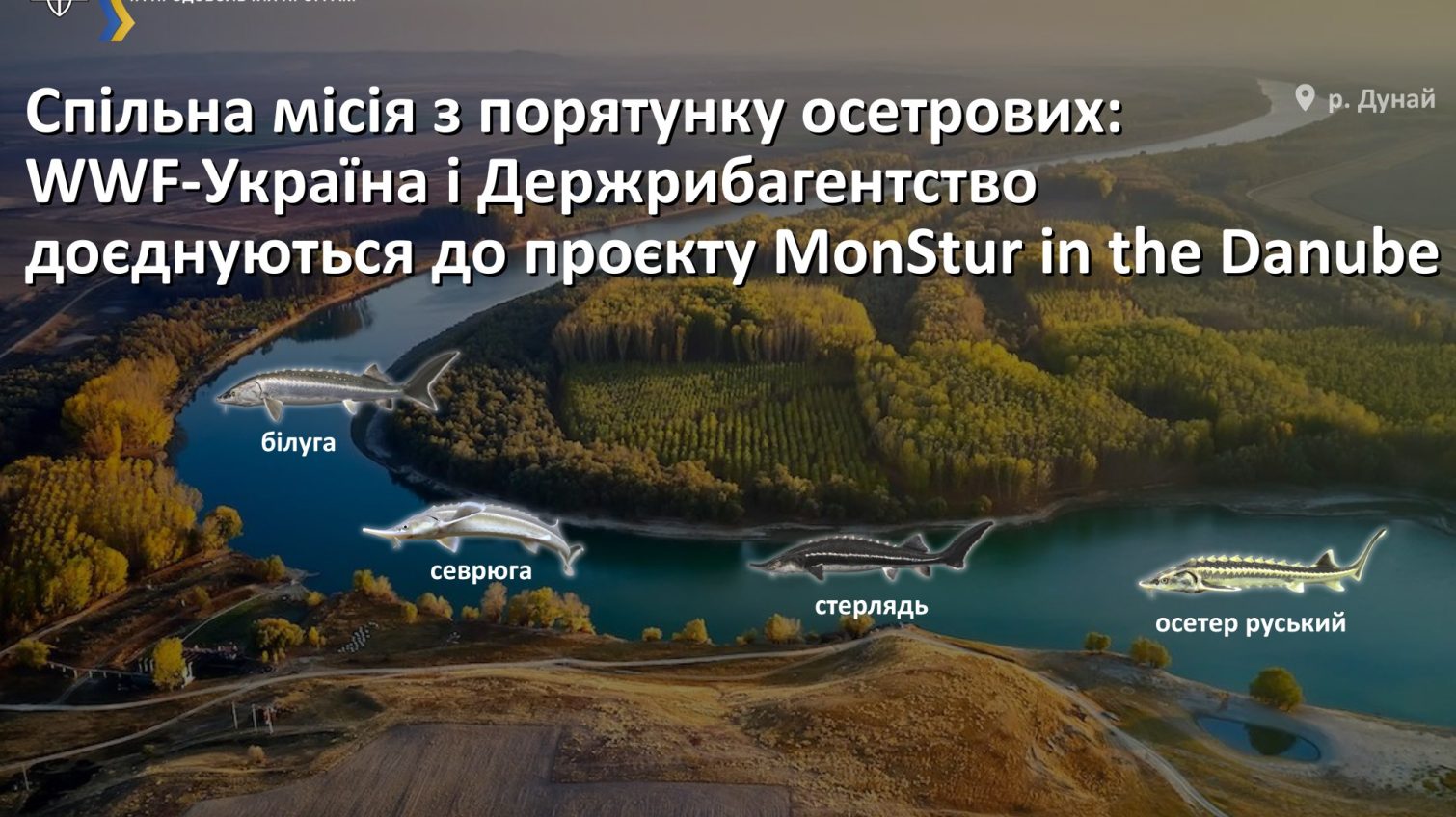 Держрибагентство України доєдналося до проєкту зі спасіння осетрових у Дунаї usionline.com Держрибагентство України доєдналося до проєкту зі спасіння осетрових у Дунаї «фото»