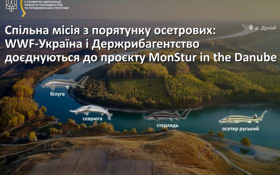 Держрибагентство України доєдналося до проєкту зі спасіння осетрових у Дунаї «фото»