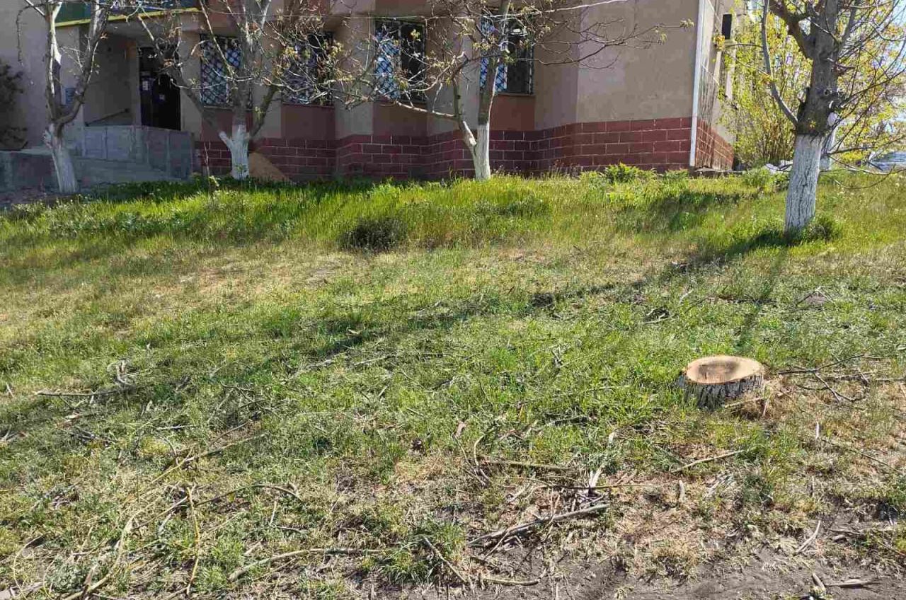 На Одещині чоловіку присудили штраф у 12 тисяч гривень за два зрубані дерева usionline.com На Одещині чоловіку присудили штраф у 12 тисяч гривень за два зрубані дерева «фото»