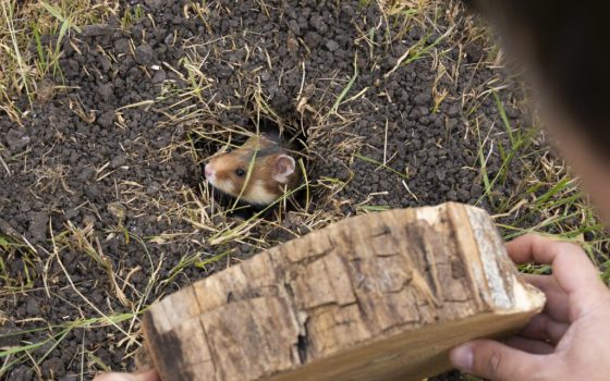 Команда Rewilding Ukraine випустила у Тарутинський степ нову партію хом’яків «фото»