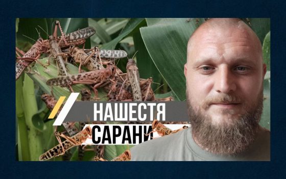 Видихаємо! Одесі не загрожує масове нашестя сарани «фото»