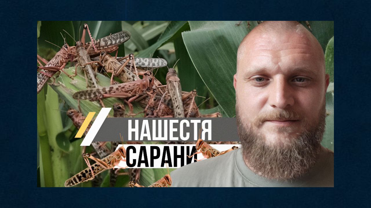 Видихаємо! Одесі не загрожує масове нашестя сарани «фото»