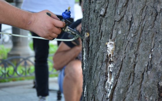 Місія «Врятувати каштани»: шкідник продовжує вбивати символічні для Одеси дерева «фото»