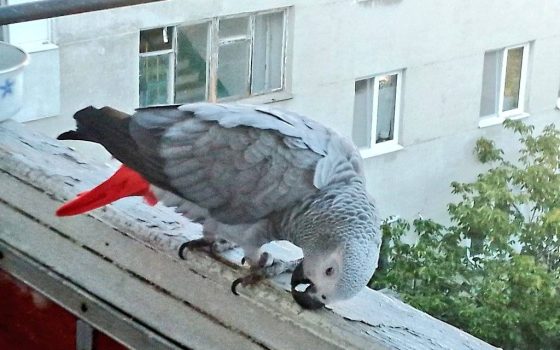 Папуга «жако» прилетів до одесита на балкон — наразі шукають власника тварини (фото) «фото»