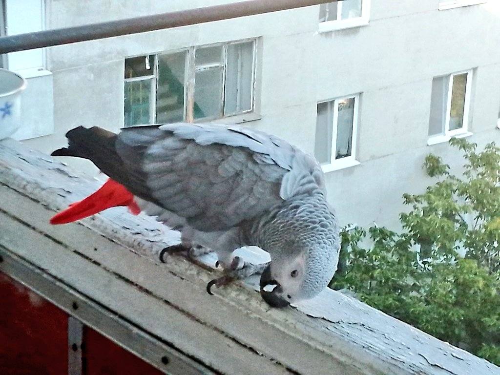 Папуга «жако» прилетів до одесита на балкон — як в Одесі шукали власників та передали птаха до зоопарку (фото) usionline.com Папуга «жако» прилетів до одесита на балкон — як в Одесі шукали власників та передали птаха до зоопарку (фото) «фото»