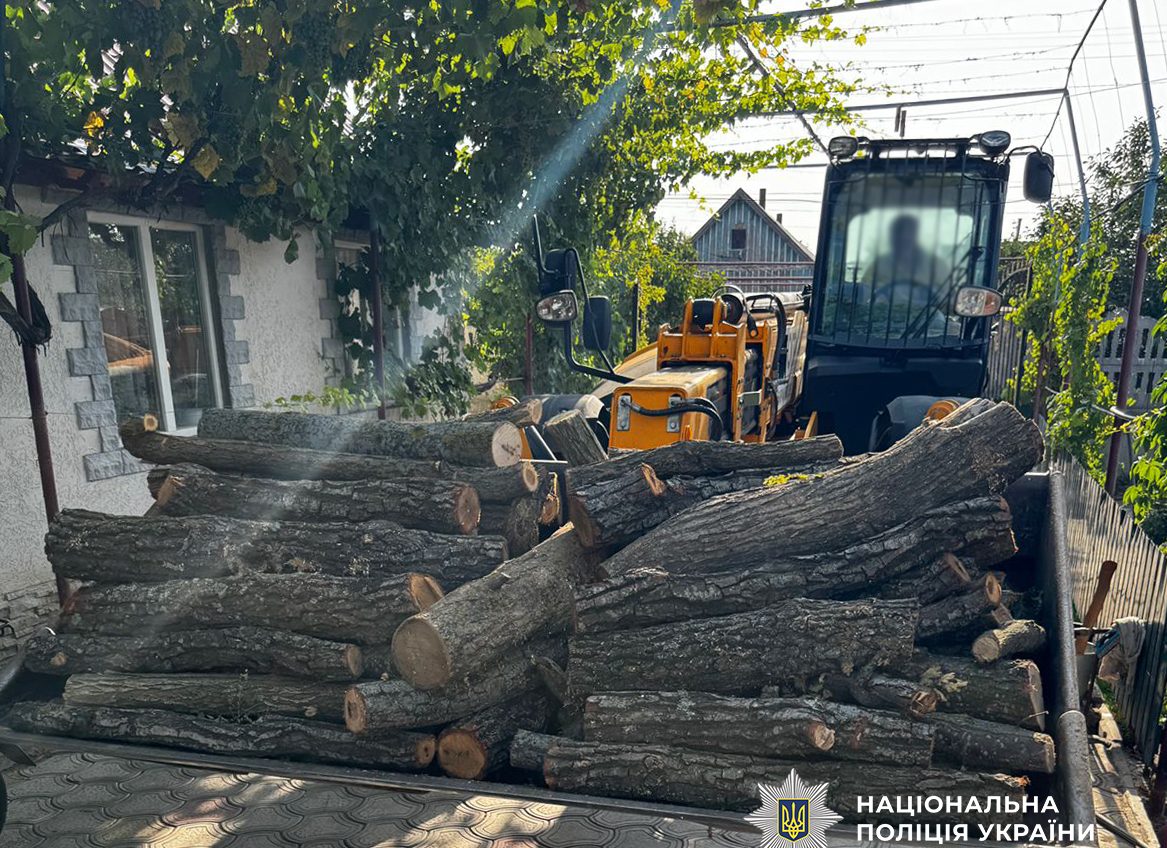 На Одещині незаконно вирубали понад 80 дерев: лісорубам загрожує до 7 років тюрми (фото) «фото»