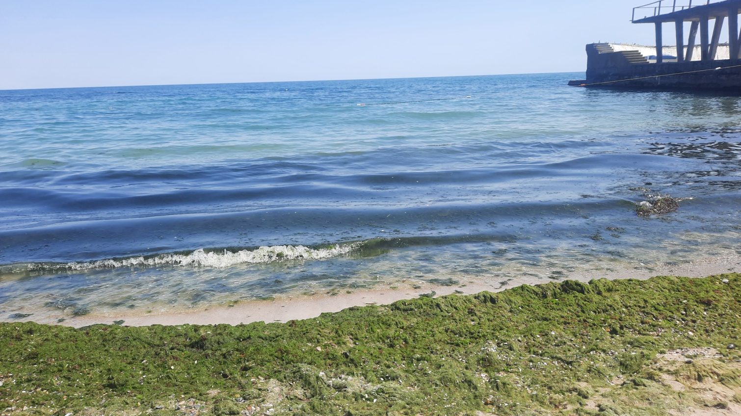 Зайві водорості біля пляжів Одеси має прибрати міська рада «фото»