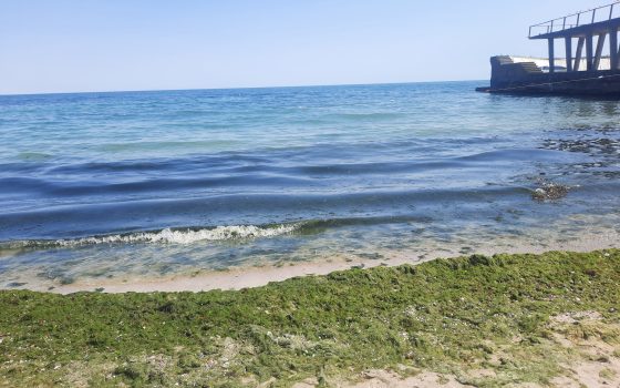 Зайві водорості біля пляжів Одеси має прибрати міська рада «фото»
