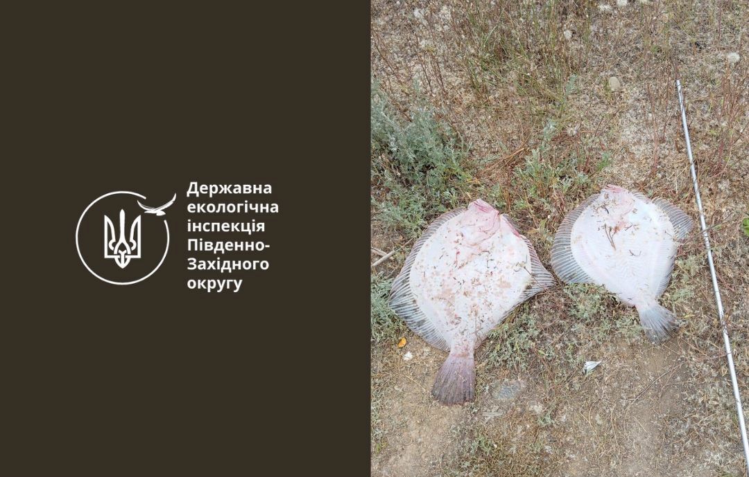 На Одещині браконьєр спіймав двох коропів і отримав вирок usionline.com На Одещині браконьєр спіймав двох коропів і отримав вирок «фото»