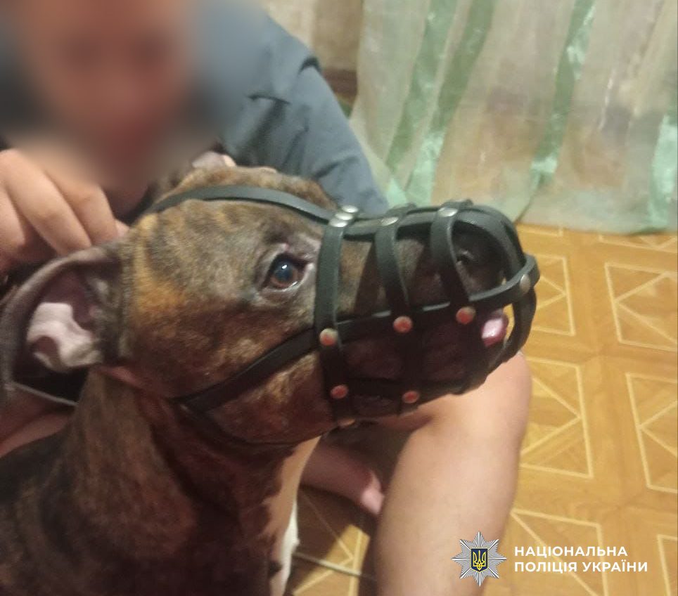 Одеські поліцейські оштрафують чоловіка за вигул собаки без намордника (фото) «фото»