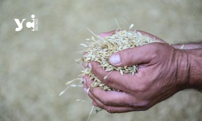 У новому сезоні Україна експортувала 3 млн тонн зерна usionline.com У новому сезоні Україна експортувала 3 млн тонн зерна «фото»