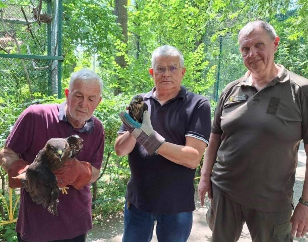 Один із птахів, врятованих з одеського ресторану, вже ніколи не зможе літати (фото) «фото»