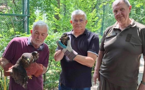 Один із птахів, врятованих з одеського ресторану, вже ніколи не зможе літати (фото) «фото»