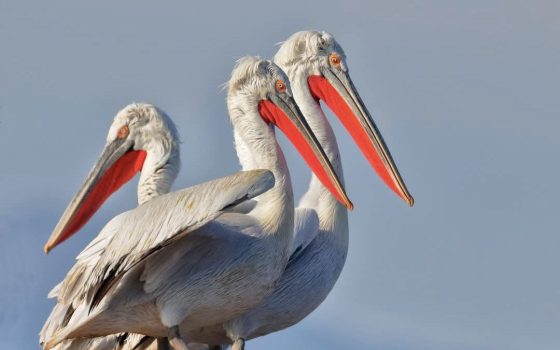 На Тузлівських лиманах для кучерявих пеліканів облаштовують новий острів (відео) «фото»