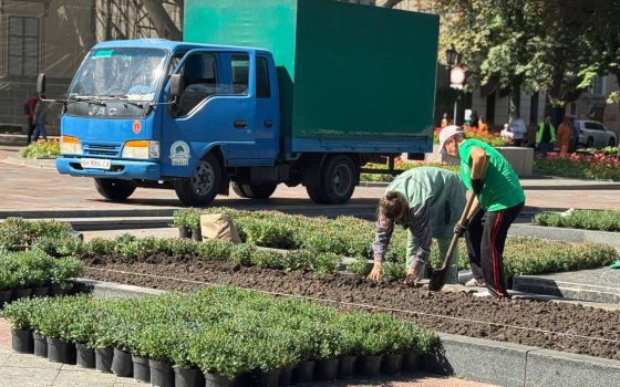 Цієї осені в Одесі висадять 10 тисяч кущів хризантем (фото) «фото»