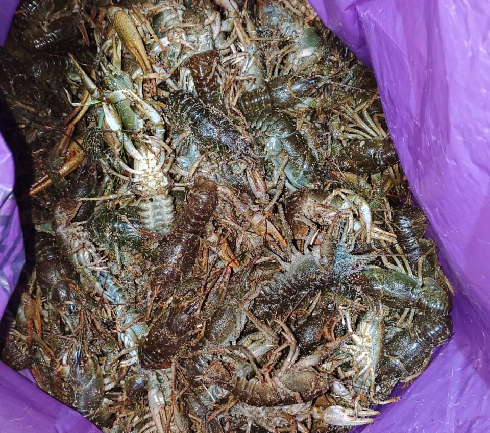 На Південному Бузі викрили злісного браконьєра, з уловом раків на 3 мільйони (фото) «фото»