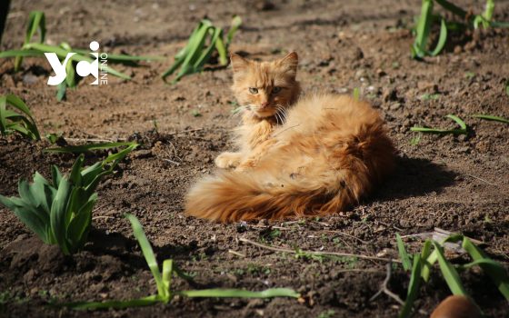 На Одещині майже вдвічі зросла кількість укусів людей тваринами «фото»