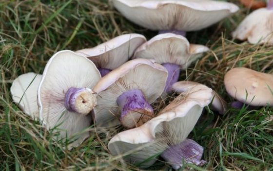 На Одещині двоє малюків отруїлися грибами: діти потрапили до лікарні usionline.com На Одещині двоє малюків отруїлися грибами: діти потрапили до лікарні «фото»