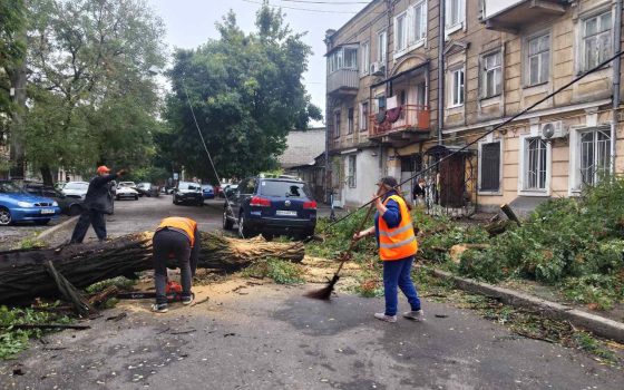 В Одесі буревій повалив 70 дерев ( фото) «фото»