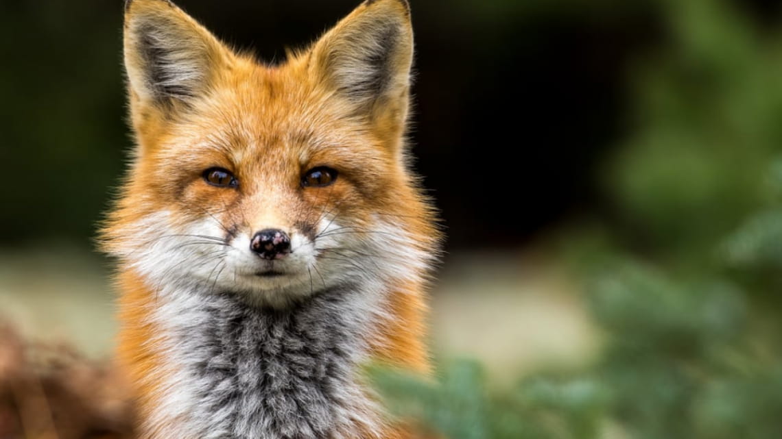 В Ізмаїльському районі контролюватимуть чисельність лисиць, шакалів і кабанів «фото»
