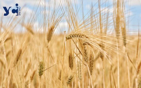 В Україні вже засіяно майже 5 млн га озимих культур, найбільше на Одещині usionline.com В Україні вже засіяно майже 5 млн га озимих культур, найбільше на Одещині «фото»