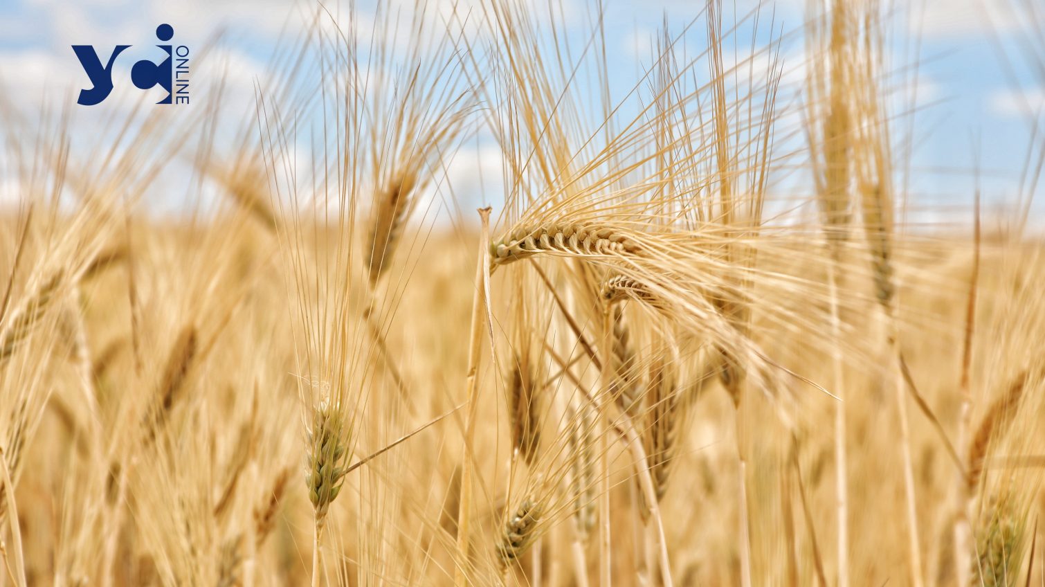 В Україні вже засіяно майже 5 млн га озимих культур, найбільше на Одещині usionline.com В Україні вже засіяно майже 5 млн га озимих культур, найбільше на Одещині «фото»