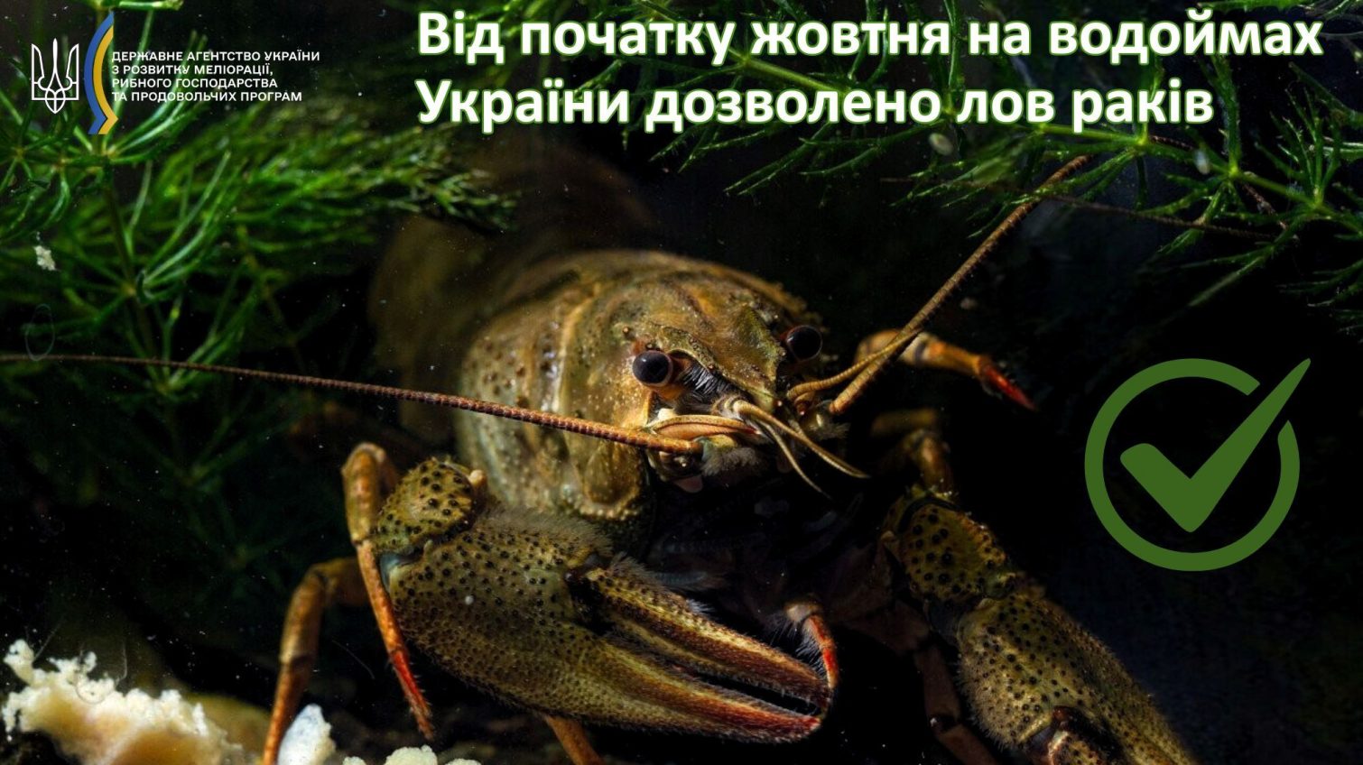 В Україні з жовтня зняли заборону на вилов раків usionline.com В Україні з жовтня зняли заборону на вилов раків «фото»
