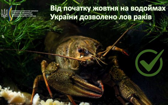 В Україні з жовтня зняли заборону на вилов раків «фото»