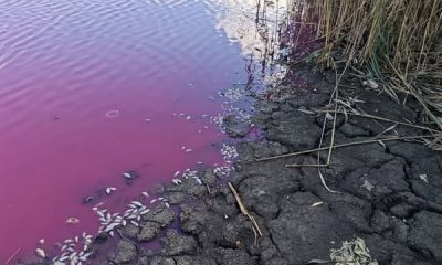 На Одещині зафіксували масову загибель карася: вода у ставку стала рожевою usionline.com На Одещині зафіксували масову загибель карася: вода у ставку стала рожевою «фото»