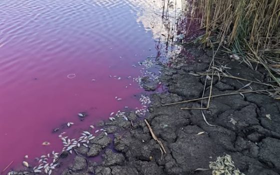 На Одещині зафіксували масову загибель карася: вода у ставку стала рожевою usionline.com На Одещині зафіксували масову загибель карася: вода у ставку стала рожевою «фото»