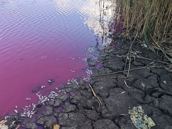 На Одещині зафіксували масову загибель карася: вода у ставку стала рожевою usionline.com На Одещині зафіксували масову загибель карася: вода у ставку стала рожевою «фото»