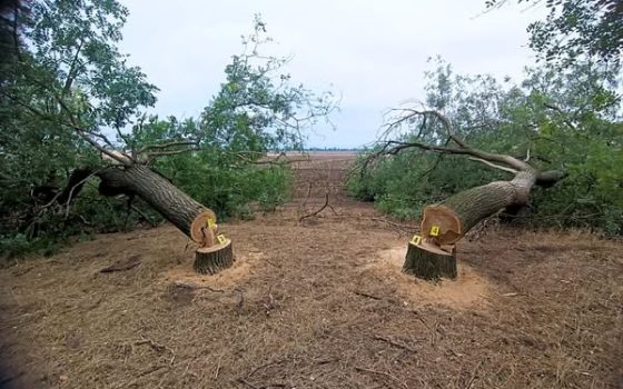 На Одещині чоловік незаконно зрізав чотири дерева софори — збитки 80 тисяч гривень (фото) «фото»