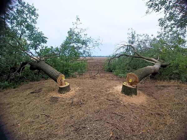 На Одещині чоловік незаконно зрізав чотири дерева софори — збитки 80 тисяч гривень (фото) usionline.com На Одещині чоловік незаконно зрізав чотири дерева софори — збитки 80 тисяч гривень (фото) «фото»