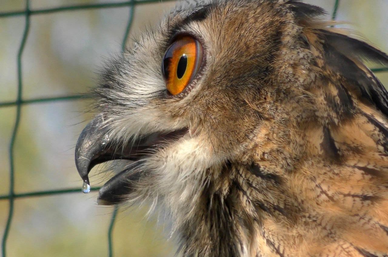 Школярі з Одещини побачили, як пугачі готуються до повернення у дику природу (фото) «фото»