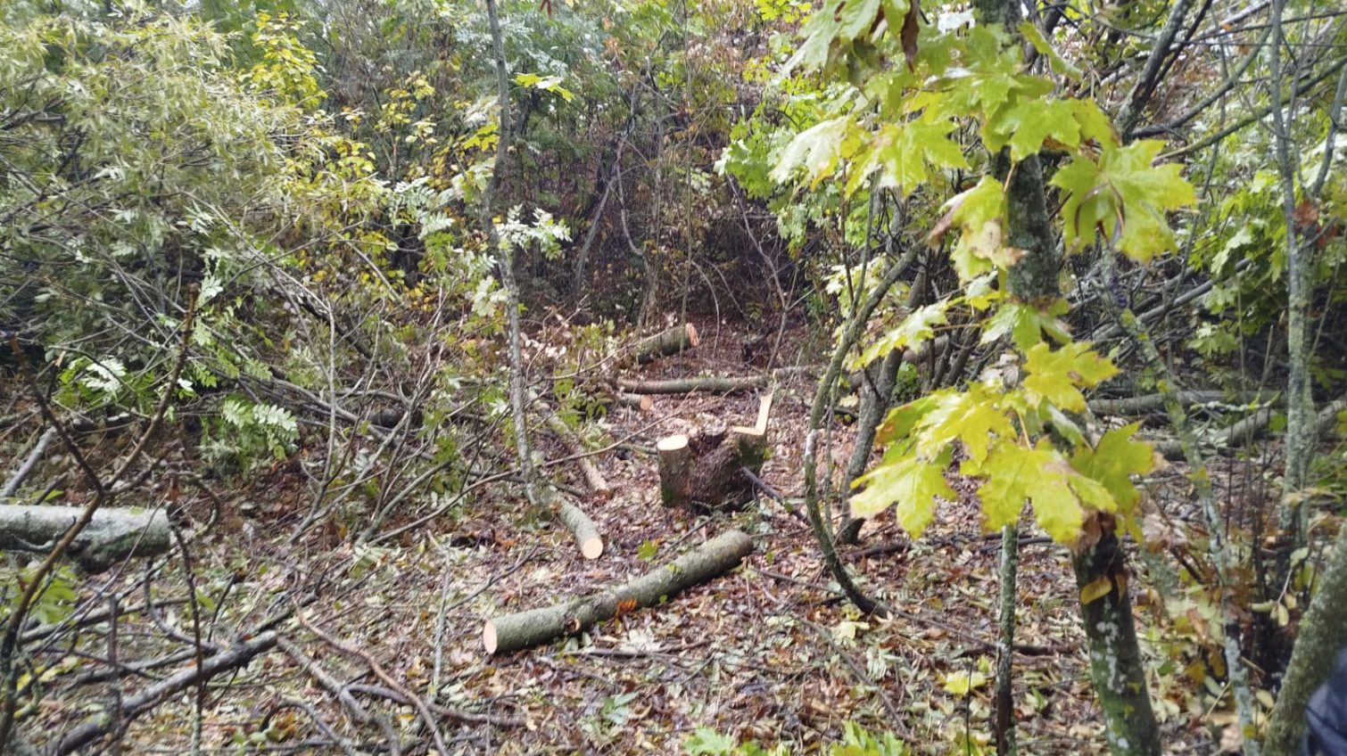 На Одещині виявили незаконну вирубку ясенів у лісосмузі біля села Залізничне (фото) «фото»