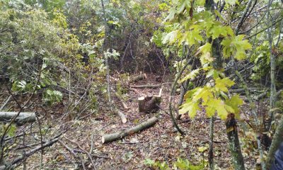 На Одещині виявили незаконну вирубку ясенів у лісосмузі біля села Залізничне (фото) «фото»