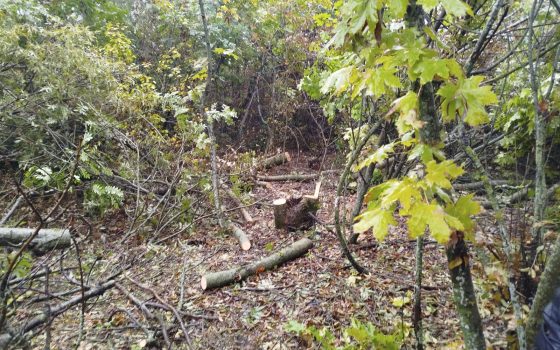 На Одещині виявили незаконну вирубку ясенів у лісосмузі біля села Залізничне (фото) «фото»