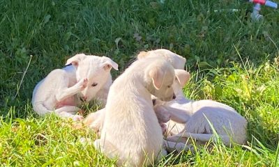 Білі і кумедні: в Одесі екоінспектори врятували чотирьох цуценят, яких викинули просто неба (фото, відео) «фото»