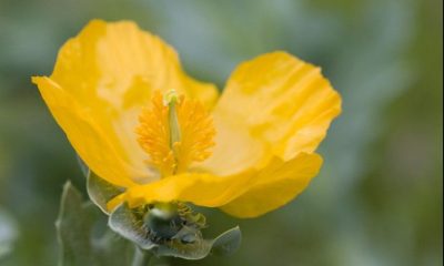 У «Тузлівських лиманах» на Одещині розквітла рідкісна квітка (відео) «фото»