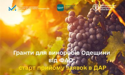 Малі винороби Одещини можуть отримати гранти за підтримки уряду Італії «фото»